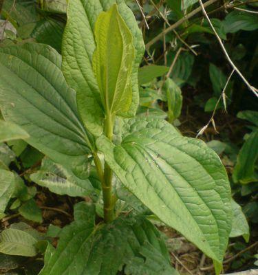 豆青——一种常见的蔬菜植物（种植）