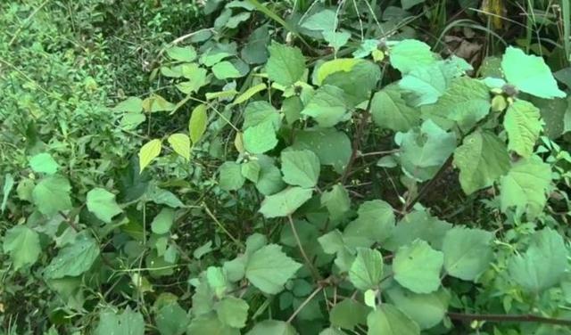 豆青——一种常见的蔬菜植物（种植）