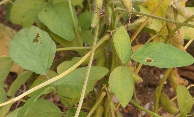 探秘大豆属植物（大豆植物的生长习性与营养价值）