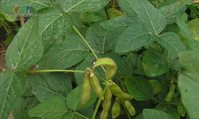 探秘大豆属植物（大豆植物的生长习性与营养价值）