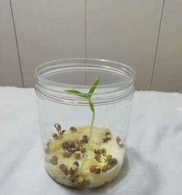 豆芽的种植方法及快速发芽技巧（从种子的选择到最佳生长环境）