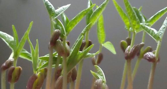 豆芽种植技巧与注意事项（如何在家轻松种植豆芽）