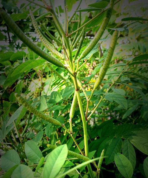 豆子种植的最佳时间（种植豆子的最佳月份和方法）