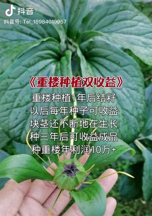 如何种植独角莲种子（从选种到开花的全过程）