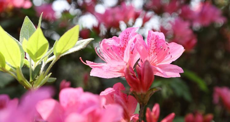 杜鹃花开花时间及注意事项（春季花开）