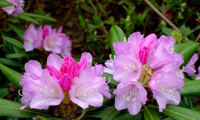 杜鹃花的寓意与象征（探讨杜鹃花在文化中的地位和象征意义）