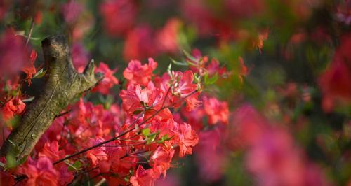 探秘杜鹃花的五彩世界（探秘杜鹃花的五彩世界）