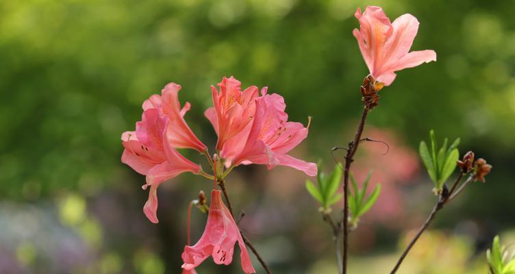 探秘杜鹃花的五彩世界（探秘杜鹃花的五彩世界）