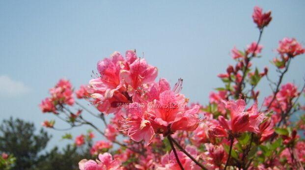 杜鹃花的神秘寓意与风水象征（探究神秘之花）