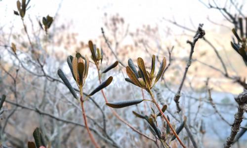 杜鹃花冬天掉叶子的原因及应对方法（揭秘杜鹃花“冬眠”之谜）