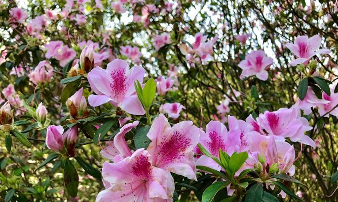 杜鹃花能否在冬天开花（探讨杜鹃花的开花规律及影响因素）