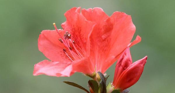 杜鹃花冬天落叶的原因及管理方法（了解杜鹃花冬季养护）