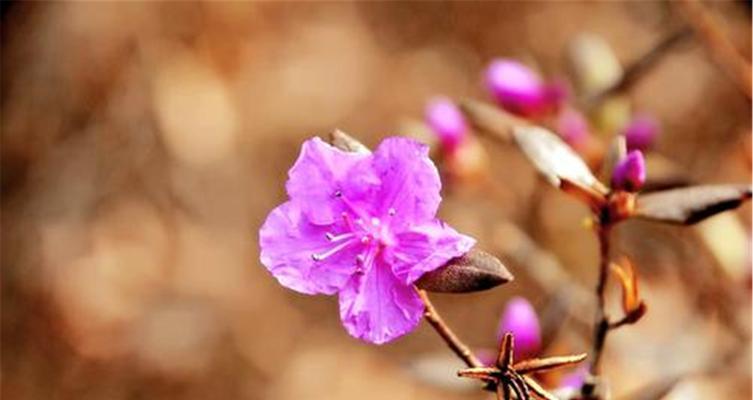 杜鹃花开花周期剖析（探究杜鹃花开花间隔及引起的原因）