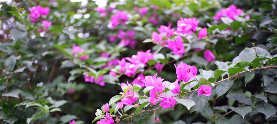 杜鹃花与三角梅——花海中的两朵明珠（品味不同的色彩盛宴）