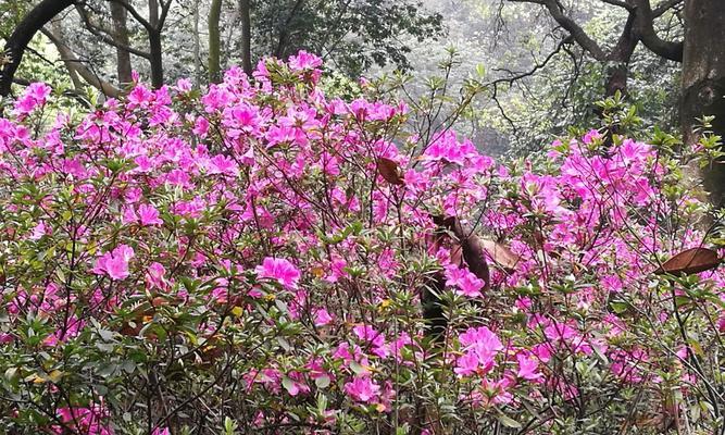 杜鹃花开花时间解析（从春季到夏季）