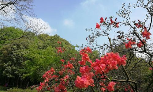 杜鹃花开花时间解析（从春季到夏季）