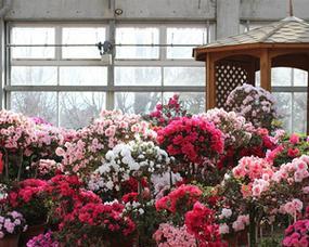 院子里种杜鹃花，错不了的选择（杜鹃花的种植方法）