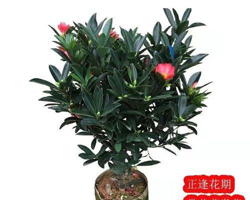 院子里种杜鹃花，错不了的选择（杜鹃花的种植方法）