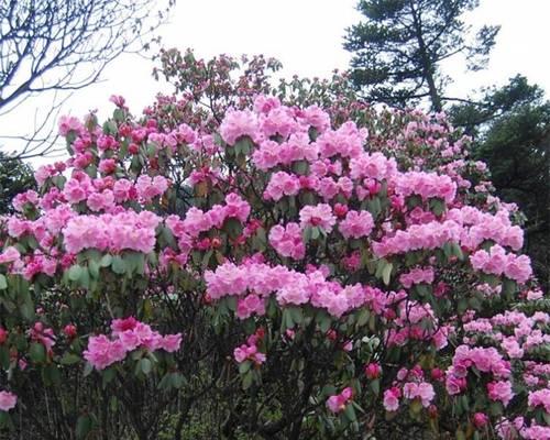 杜鹃花的耐寒能力（寒冷天气下的杜鹃花成长）