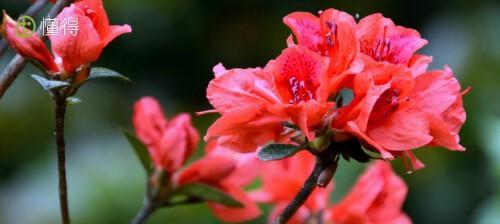 杜鹃花开花季节详解（了解杜鹃花的花期和开花时间）