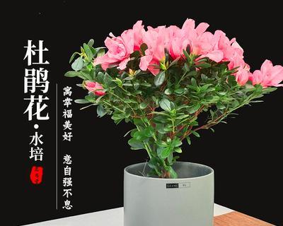 杜鹃花剪枝技巧（什么时候剪最好）