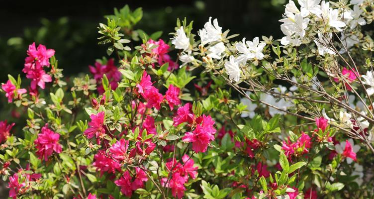 杜鹃花十大品种排名（赏花季）