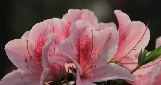 杜鹃花十大品种排名（赏花季）