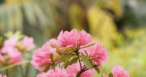 杜鹃花（揭秘杜鹃花的文化和历史）