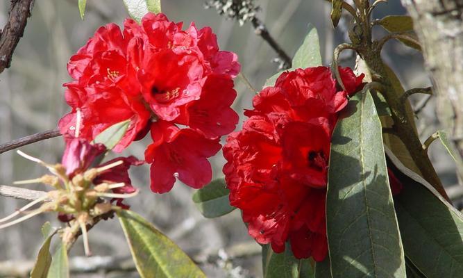 杜鹃花开花时间分析（四季都开花）