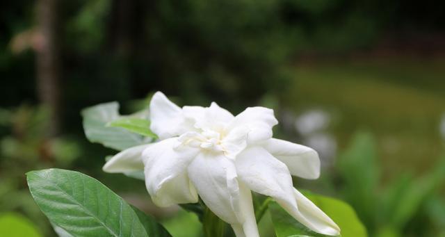 栀子花的花语——执着的爱与美丽的梦想（以栀子花的花语探寻真爱和追求梦想的力量）