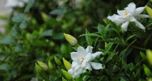 栀子花的花语及寓意象征（探寻栀子花的心灵之语）