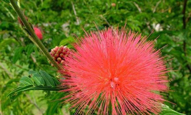 朱樱花（赏花与感悟）