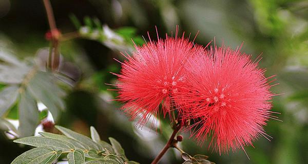 朱樱花（赏花与感悟）