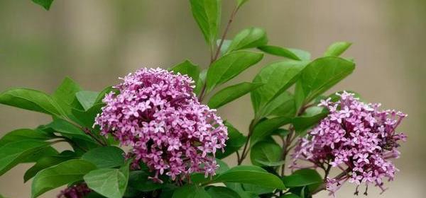 紫丁香的花语与含义（探索紫丁香花的神秘之意）