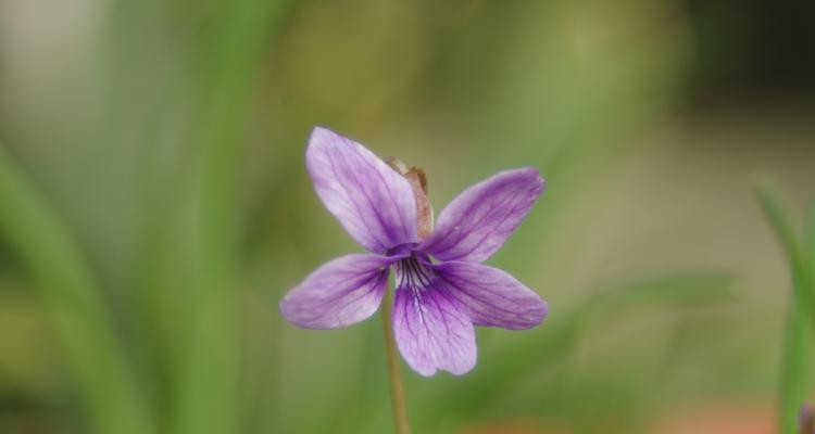 紫花地丁花语及其丰富的寓意（探索紫花地丁的花语与寓意）