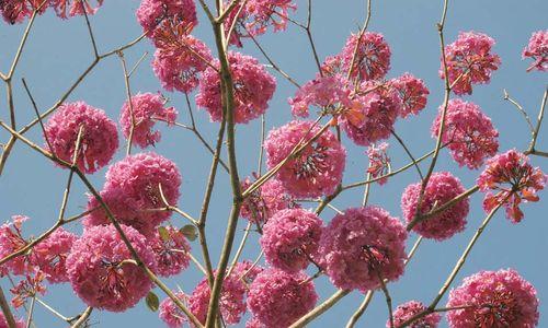 紫花风铃木的花语及其寓意（深入解读紫花风铃木的美丽花语）