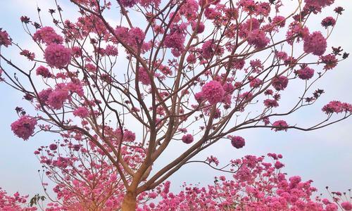 紫花风铃木的花语及其寓意（深入解读紫花风铃木的美丽花语）