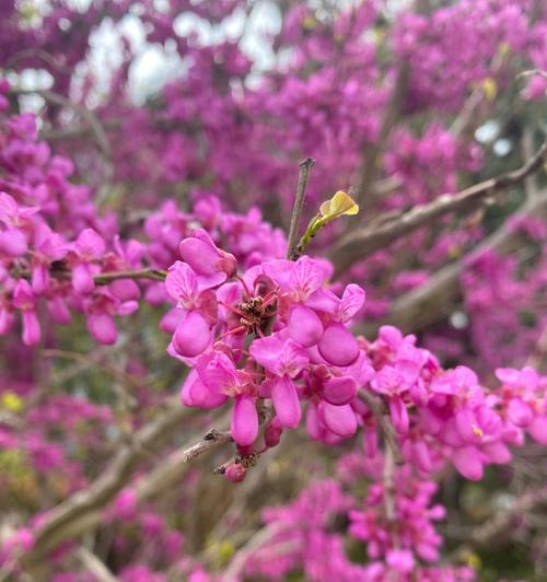 紫堇花花语之美——花开如意（探秘紫堇花的花语与美丽）