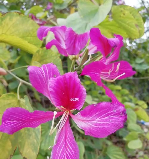 紫荆花的含义与象征（中国文化中的紫荆花）