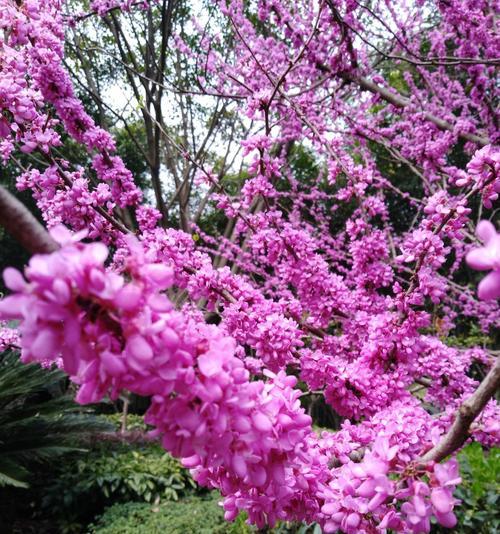 宫粉紫荆花（花开如锦）