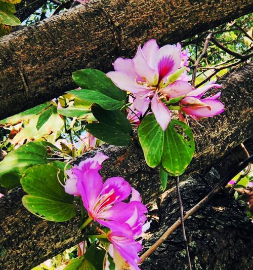 紫荆花传说（神秘传说背后的文化象征与意义）