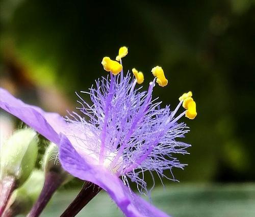 紫露草的花语（探索紫露草花语的深意）