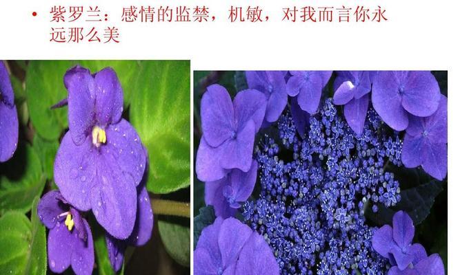 紫罗兰的真正花语——探索花语背后的秘密（解读紫罗兰传达的情感和寓意）