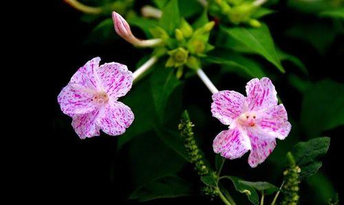 紫茉莉花语（探寻紫茉莉花的内涵与意义）