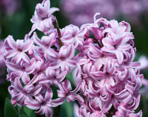 紫色风信子花语与寓意——神秘、浪漫与希望（解读紫色风信子的花语）