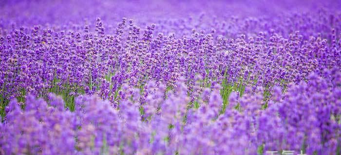 紫色风信子花语与寓意——神秘、浪漫与希望（解读紫色风信子的花语）