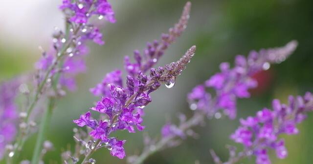 紫色小雏菊花语与寓意（探寻紫色小雏菊的神秘符号与象征）