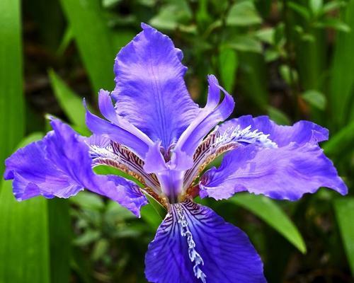 紫色鸢尾花的花语与寓意（探索鸢尾花的神秘之美与象征意义）