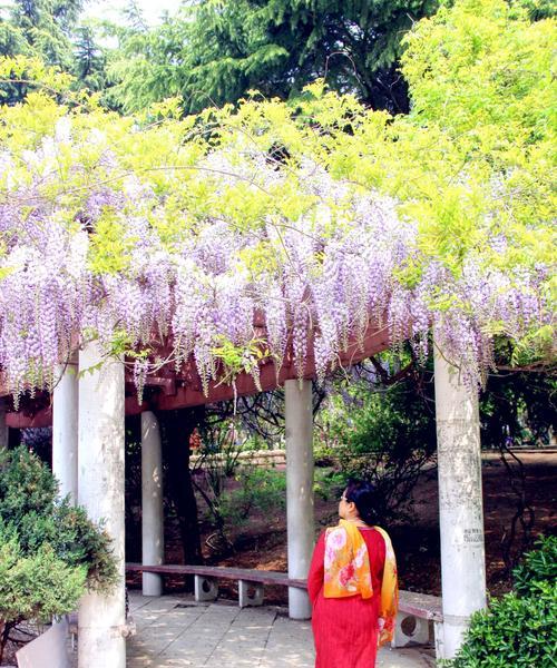 紫藤花的花语与传说（探寻紫藤花的花语之谜）